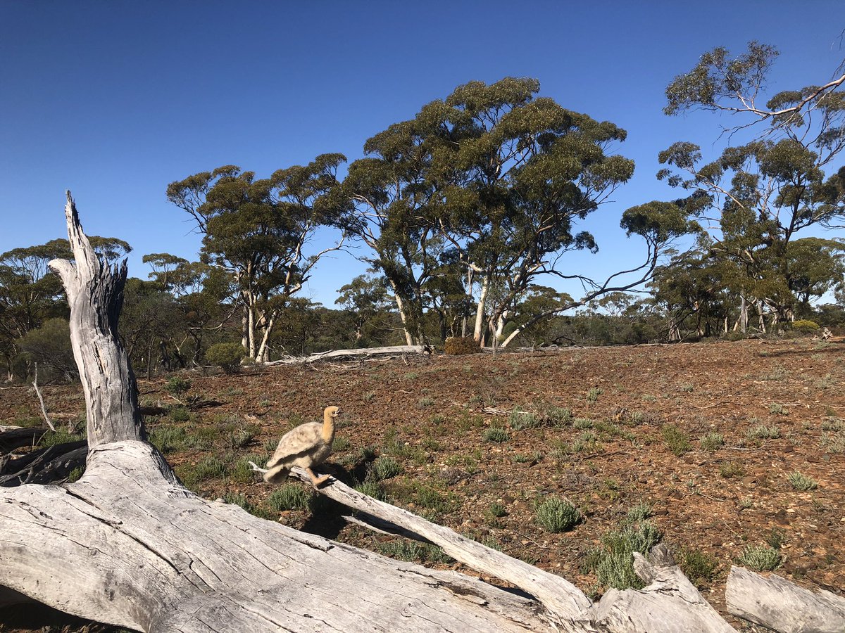 J_Stingemore's tweet photo. My little friend Lee the #MalleefowlMascot and I have had a superb weekend at @awconservancy Mt Gibson Sanctuary. The wildflowers are vibrant, the woodlands are singing with birdlife and the feral free exclosure is alive with #ThreatenedSpecies. #TSforumWA https://t.co/sCTH35hFoG