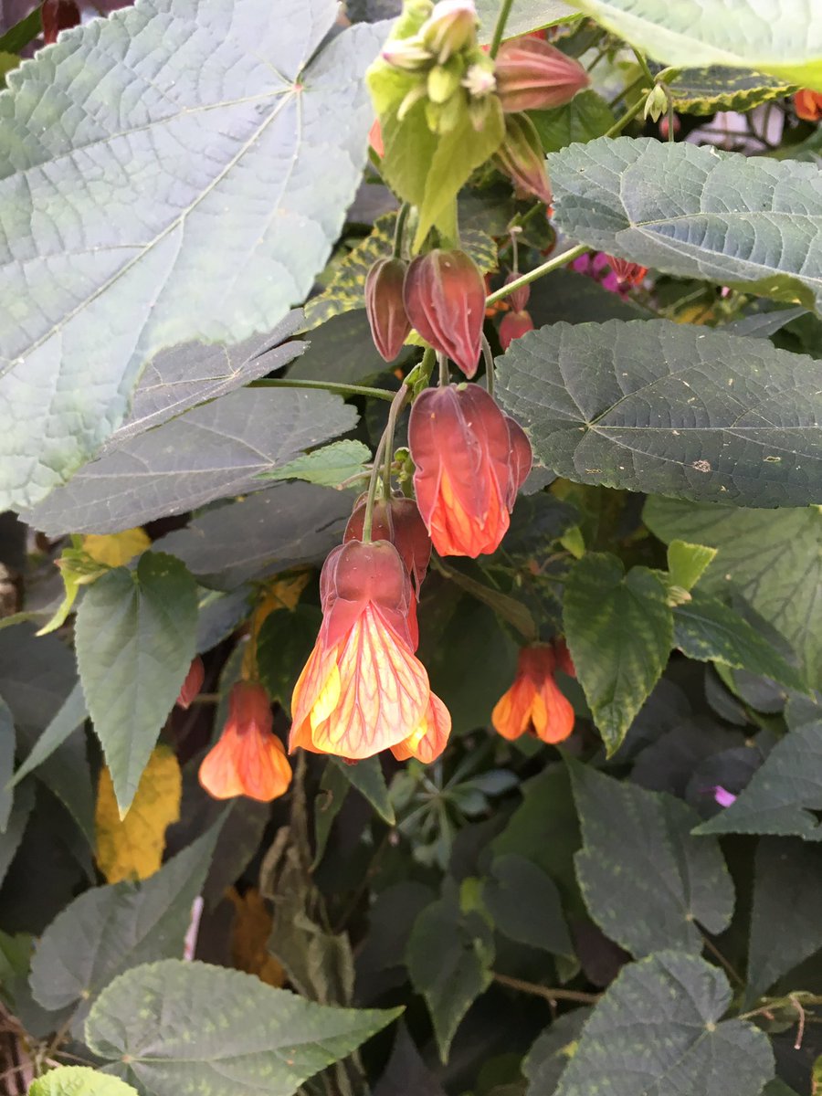EricaWhyman's tweet photo. September. Hidcote Gardens with #littlepickle https://t.co/gsDwZ0vNlU
