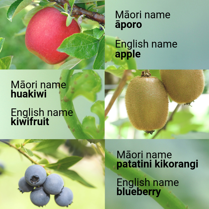 Kick off #MāoriLanguageWeek by learning the names of some of our key #huarākau (fruit) crops in #TeReo! #tewikiotereo @reomaori