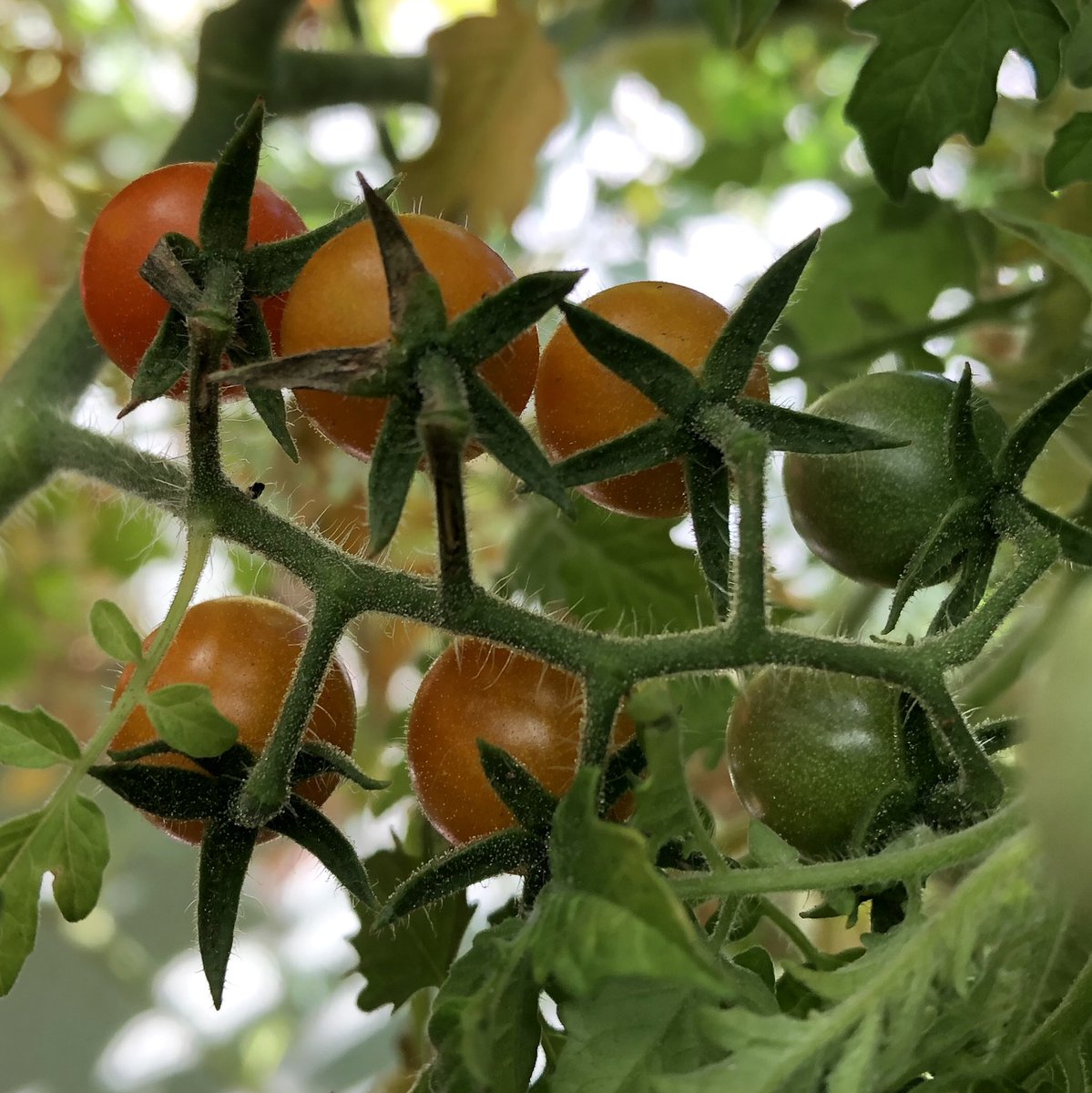 AmkhaSeed's tweet image. Solanum cheesmaniae is one of several wild tomato species we’re working with in our breeding program. Originating from the Galapagos Islands, it has a large bushy habit and produces very small, extremely flavorful dark orange fruits.

#wildplants #nature #organic #seeds