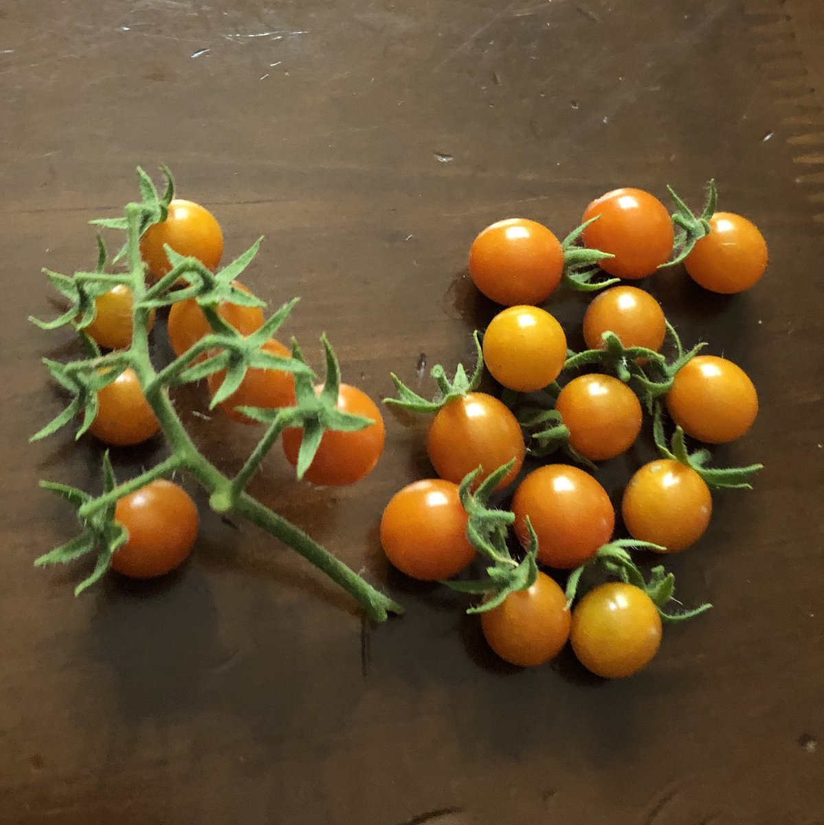 AmkhaSeed's tweet image. Solanum cheesmaniae is one of several wild tomato species we’re working with in our breeding program. Originating from the Galapagos Islands, it has a large bushy habit and produces very small, extremely flavorful dark orange fruits.

#wildplants #nature #organic #seeds