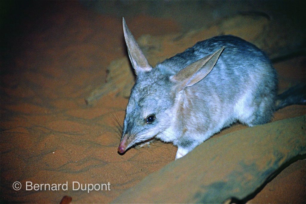 NESP Resilient Landscapes Hub (@nesplandscapes) on Twitter photo Yesterday was National Bilby Day. The bilby is constantly facing threats & reductions to its current range. 
To help preserve bilby strongholds & understand required habitat, our project is investigating bilbies around WA's Fitzroy River. 
Read more ➡️ bit.ly/2lFuADA Yesterday was National Bilby Day. The bilby is constantly facing threats & reductions to its current range. 
To help preserve bilby strongholds & understand required habitat, our project is investigating bilbies around WA's Fitzroy River. 
Read more ➡️ bit.ly/2lFuADA