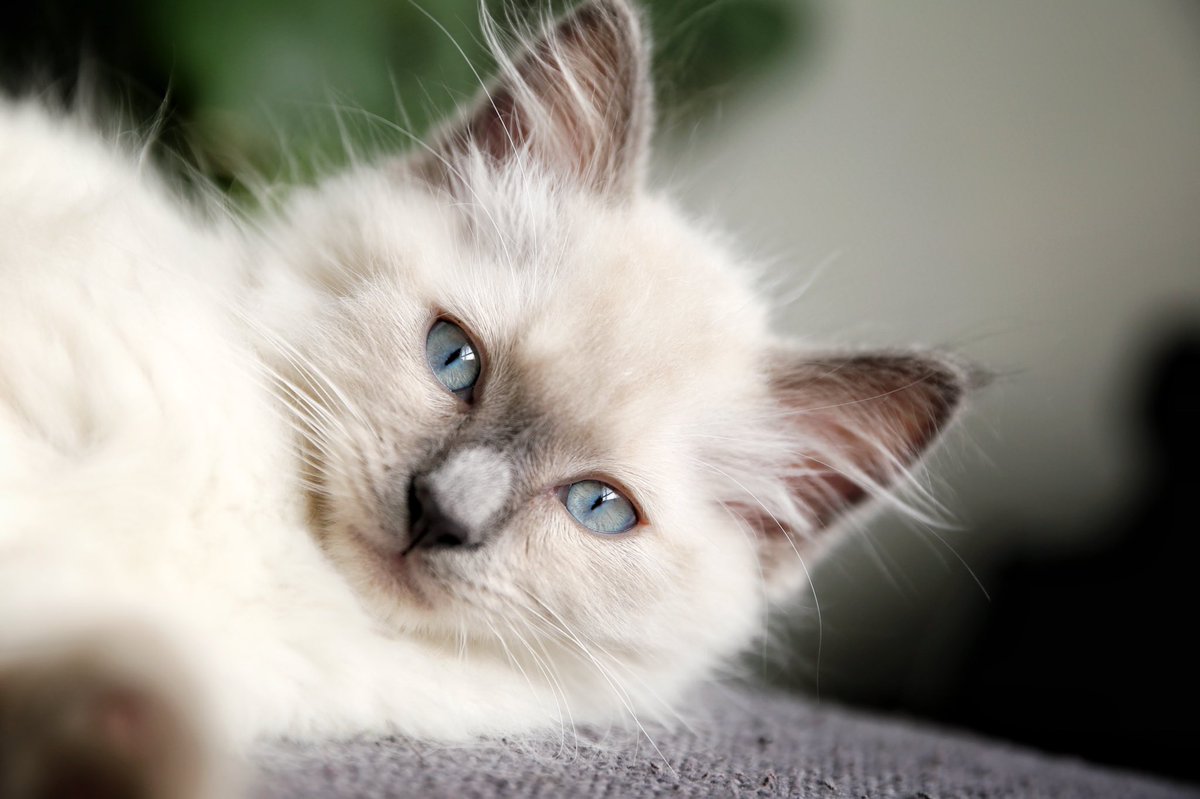 predictiveDSGN's tweet image. The newest addition to the PREDictive DSGN + Photography Studio, Wolfgang Von WünderKatze 🐈♥️📸

#Meow #OfficePet #Kitty #PetPhotos #PhotoOfTheDay #CatsOfTwitter #Cat #petsofinstagram #PetsOfTwitter