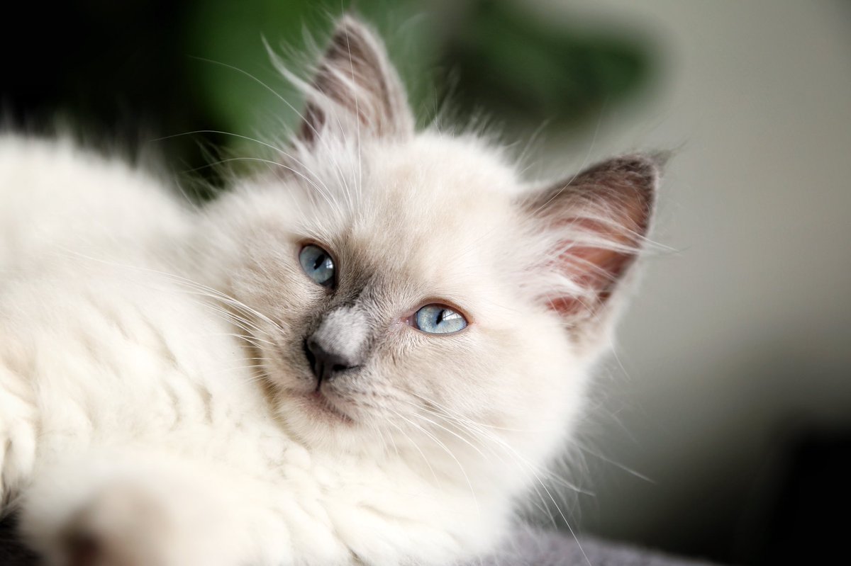 predictiveDSGN's tweet image. The newest addition to the PREDictive DSGN + Photography Studio, Wolfgang Von WünderKatze 🐈♥️📸

#Meow #OfficePet #Kitty #PetPhotos #PhotoOfTheDay #CatsOfTwitter #Cat #petsofinstagram #PetsOfTwitter