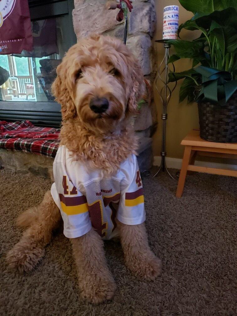 tammyl325's tweet image. We got boned.  We will woof them next time. #HTTR