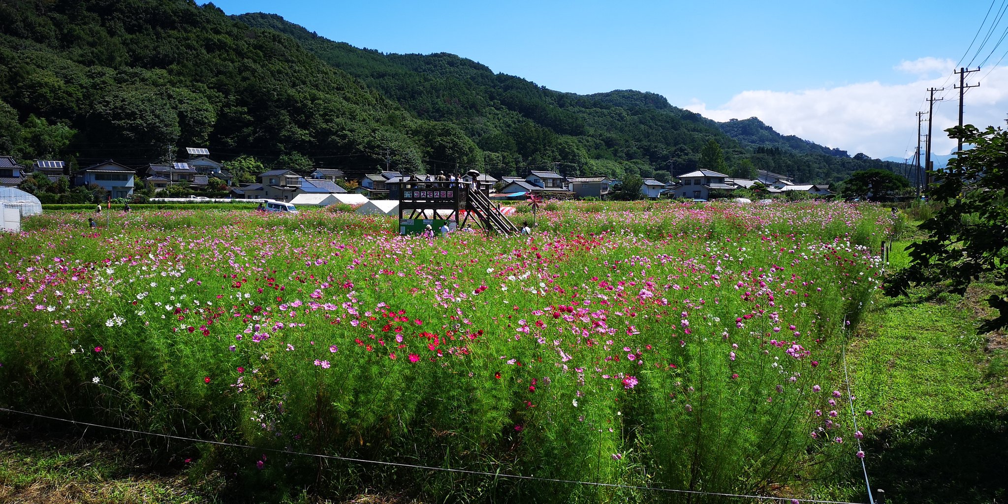 佐久高原コスモスまつり開催中 内山地区 国道254号線沿いのコ 19 09 07 佐久 佐久市役所