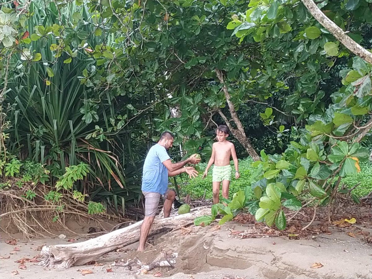 antonio_lorca's tweet photo. ¿Tienes sed? Espera que te caigo un coco y te refrescas. Grandezas de este país. Costa Rica. #BahiaDrake https://t.co/gOK6Q4bRcJ