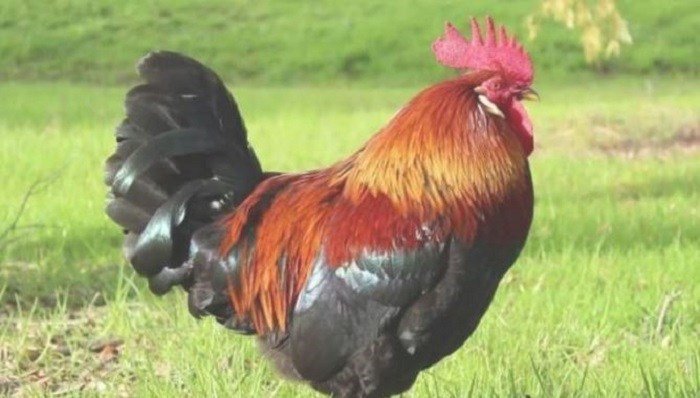 भालेविरुद्ध मुद्दा हाल्ने नै कारबाहीमा