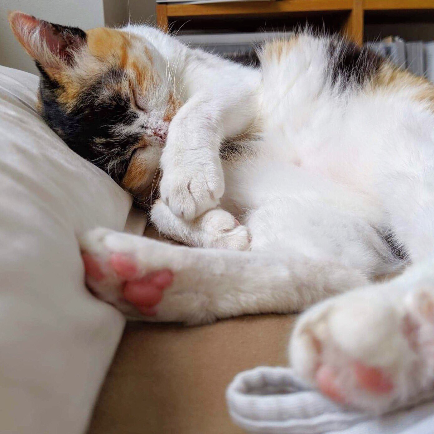 三毛猫メルロ キリムねこ Sur Twitter 肉球のにおいが嗅ぎたくなる画像だな Cat 猫 三毛猫 ひるねこ 肉球 T Co Ptx7ekpt2i Twitter