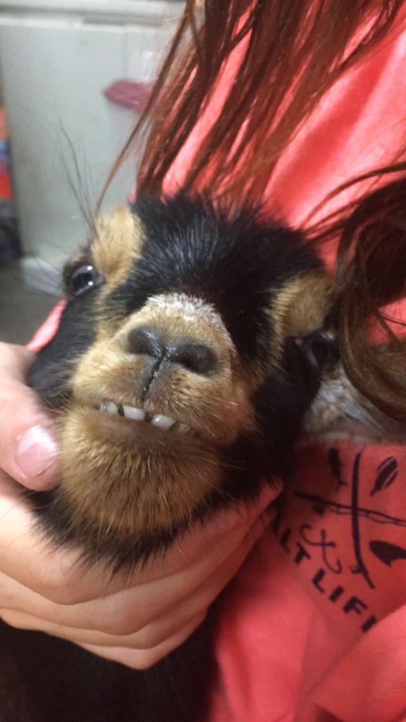 animal_loverr4's tweet image. I do love me this goat