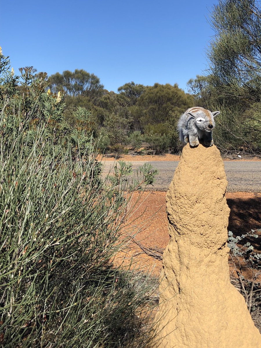 c_m_townsend's tweet photo. Our #NumbatNeighbourhood mascot needed a quick snack stop near Wubin. @PeelHarveyCC @DurackMelanie #TSforumWA @AusLandcare https://t.co/91pFEKpXwa