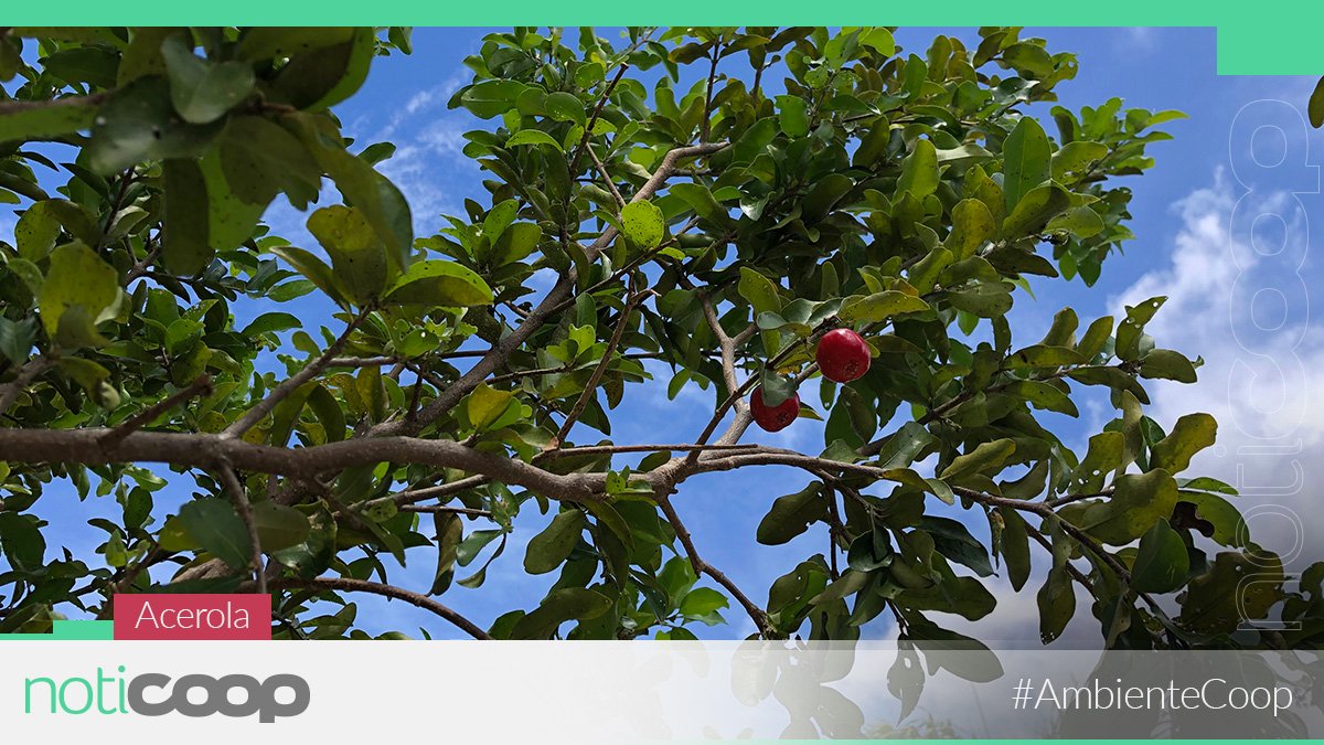 NotiCoopPR's tweet image. Imagina 1 millón de puertorriqueños cooperativistas, 1 millón de árboles frutales 🌳 sembrados en el 2020. ¡Buena idea! #AmbienteCoop Espéralo pronto en Noticoop.com