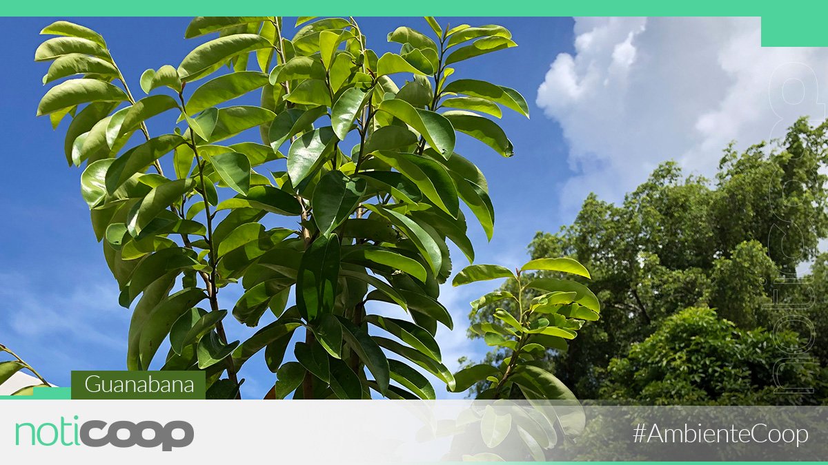 NotiCoopPR's tweet image. Imagina 1 millón de puertorriqueños cooperativistas, 1 millón de árboles frutales 🌳 sembrados en el 2020. ¡Buena idea! #AmbienteCoop Espéralo pronto en Noticoop.com