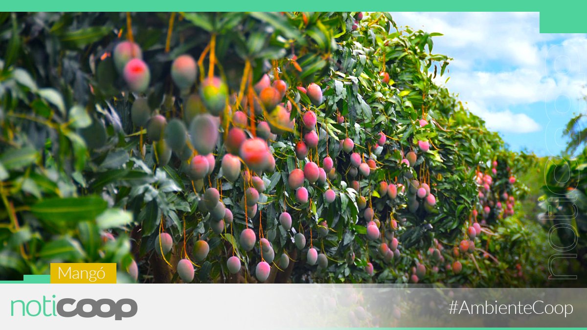 NotiCoopPR's tweet image. Imagina 1 millón de puertorriqueños cooperativistas, 1 millón de árboles frutales 🌳 sembrados en el 2020. ¡Buena idea! #AmbienteCoop Espéralo pronto en Noticoop.com