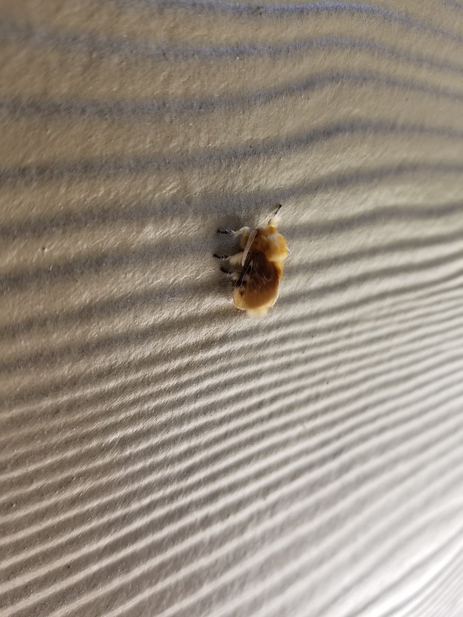 akikoscuties's tweet photo. Look at this tiny moth I found! So cute!!! 

Does anyone know what kind of moth this is?
#moths #fuzzymoth https://t.co/tAw6Gv4XGl