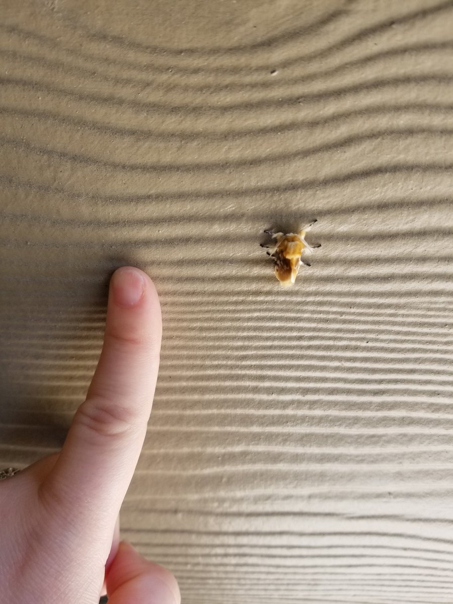 akikoscuties's tweet photo. Look at this tiny moth I found! So cute!!! 

Does anyone know what kind of moth this is?
#moths #fuzzymoth https://t.co/tAw6Gv4XGl