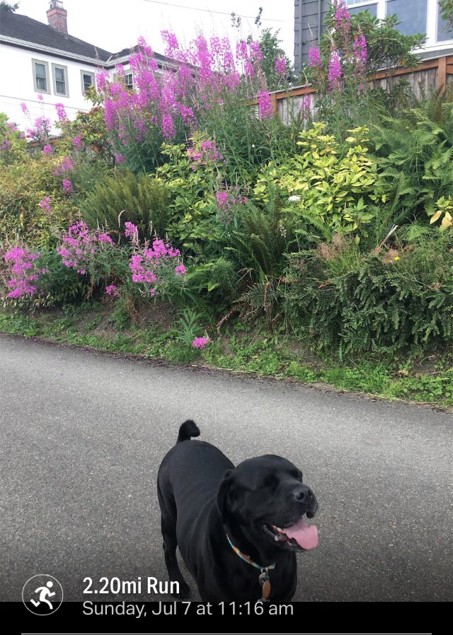rvaniaaa's tweet photo. My dog is such a model https://t.co/G0BAU09nDs