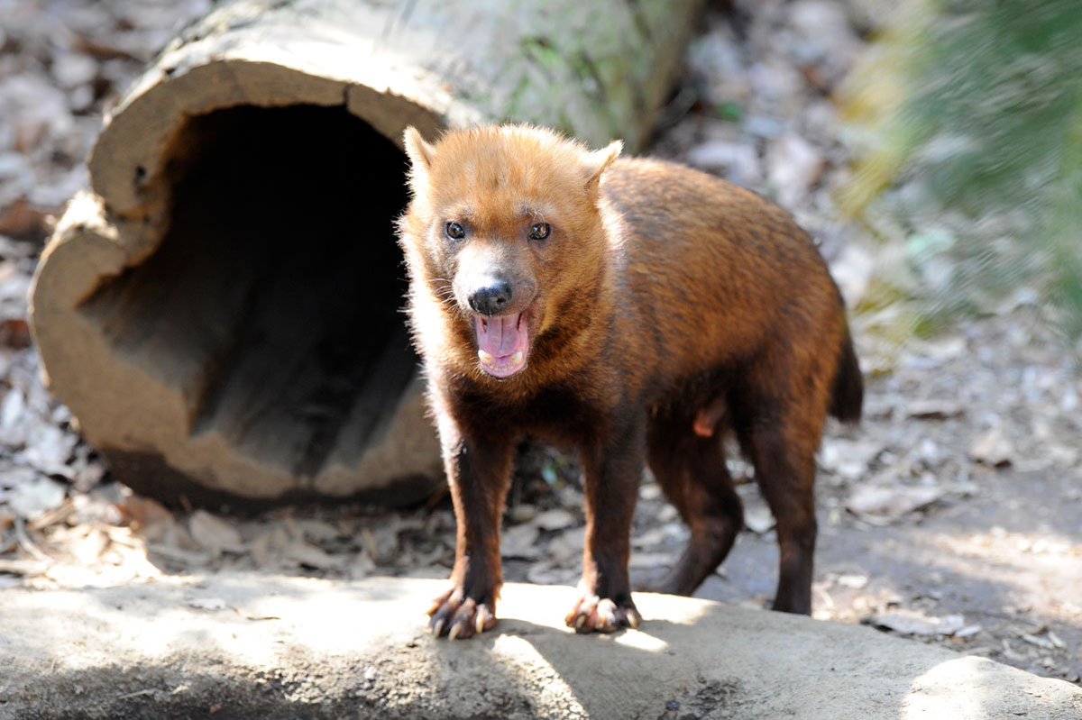 珍しい動物達 ヤブイヌ イヌ科の中でも古い種族 熊の様な外見ですがイヌ科の生き物です 約1000万年前から今の姿のままだそうですが 生息数が減少しており準絶滅危惧種に指定されているそうです