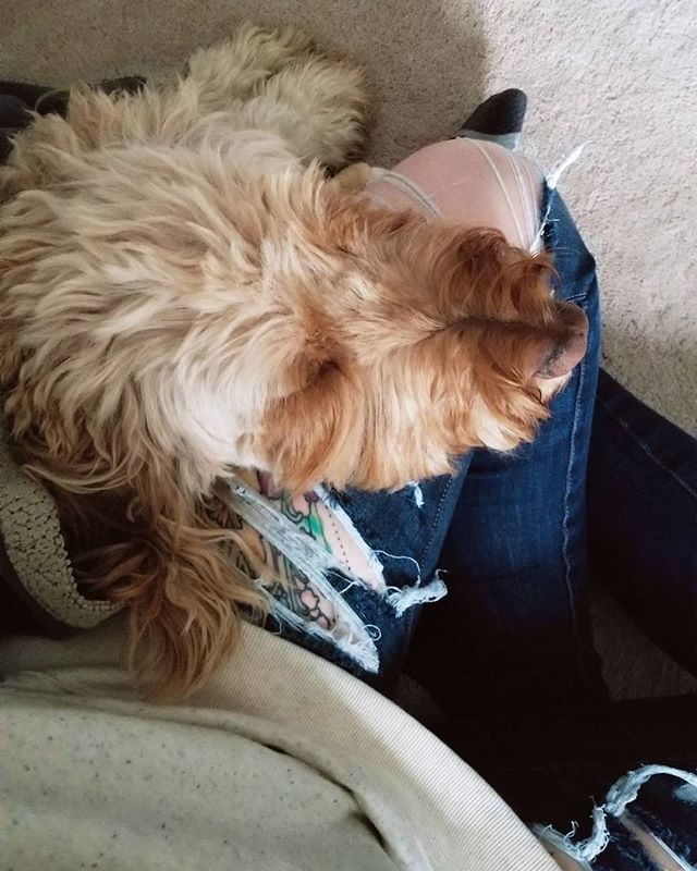 ellennnfoster's tweet photo. It's officially the first Sweater Day of the season. Accompanied by rain and wet dog smell. ☔ 🐶
#whorippedmypants #rude #perfectpaws #dogsofinstagram #goldendoodle #groodle #doodle #photography #dogsofinsta #doodlesofinstagram #buzzfeedanimals #f1d… https://t.co/YeVwWng4uC https://t.co/bYBEcG0HwJ