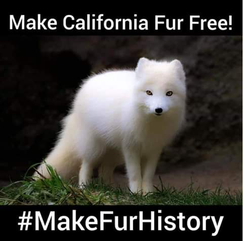 пушистый песец. берингийский песец. песец белый. красный песец. песец полярная лиса.