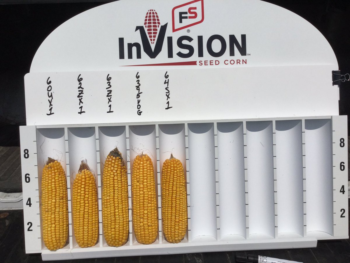 GbowenGary's tweet photo. Amazing..... I would have never guessed such good looking ears in 2019. My yield check puts our high at over 230 bu. per acre planted May 20th. We are blessed! #evergreenfs https://t.co/E9mMFub7zO