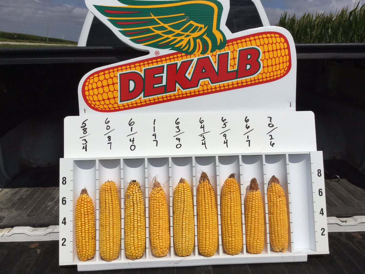 GbowenGary's tweet photo. Amazing..... I would have never guessed such good looking ears in 2019. My yield check puts our high at over 230 bu. per acre planted May 20th. We are blessed! #evergreenfs https://t.co/E9mMFub7zO