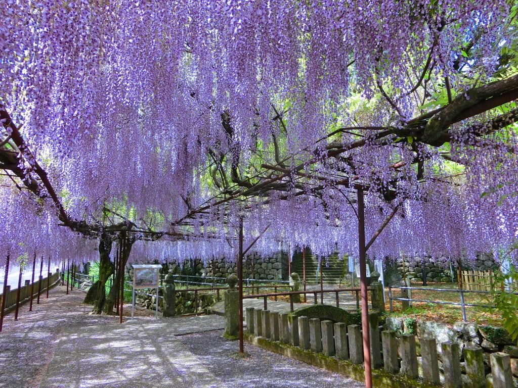 これで鬼は入ってこれない 鬼滅の刃 を彷彿とさせる見事な藤の花のカーテンが めちゃくちゃ結界張れとる 鬼滅ファンホイホイ Togetter