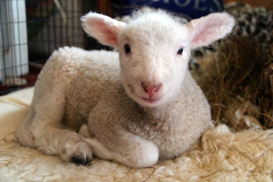 So beautiful and innocent. If you wouldn't hurt this sweet baby please don't pay others to do it for you...💗 #LoveLambWeek #animals #LoveLamb #rescuelamb #LOVE #lamb #lambchops #babylambs #animalrights #foodshare #lambs #BEKIND #baby #vegan #lovelambs #COMPASSION #loveanimals