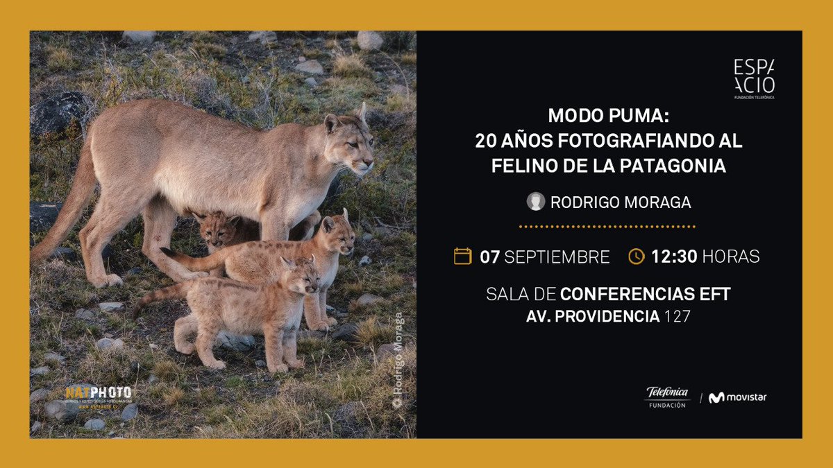 FTMovistarCL's tweet photo. 📸🐆 ¡Recuerda! Este sábado 7 de septiembre ponte en #ModoPuma y no te pierdas la oportunidad de conocer las técnicas y experiencia del fotógrafo Rodrigo Moraga, quien ha retratado por 20 años al felino de la Patagonia. Asegura tu cupo en➡ https://t.co/B3LFvGcDyG #EspacioFT https://t.co/HkR0VLARUY