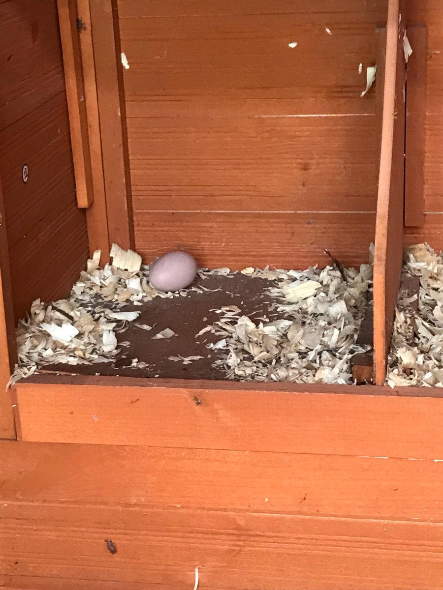 SFA STEM Academy (@sfagators) on Twitter photo What a day at SFA! The chicks we incubated and hatched last school year are now laying eggs! First one today! 🐣🐥🐔🥚🍳 #BISDPride What a day at SFA! The chicks we incubated and hatched last school year are now laying eggs! First one today! 🐣🐥🐔🥚🍳 #BISDPride