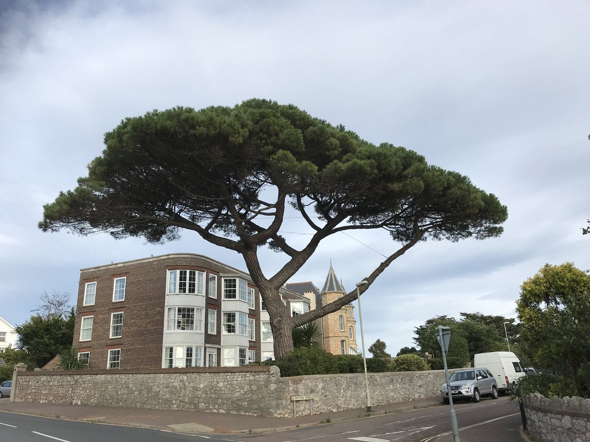 treeruss's tweet photo. You can tell by the umbrella shape Stone Pine evolved to capture sunlight from directly above. Whereas most apically dominant conifers have conical shapes with branches down their sides to capture light from the sun low in the sky in Northern latitudes.
#TreeArchitecture https://t.co/NOKb4mcmCV