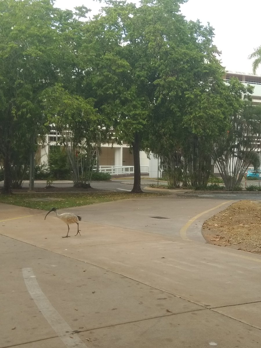 suastiastu's tweet photo. @binchickensc on Circuit https://t.co/2g5hkKEugV