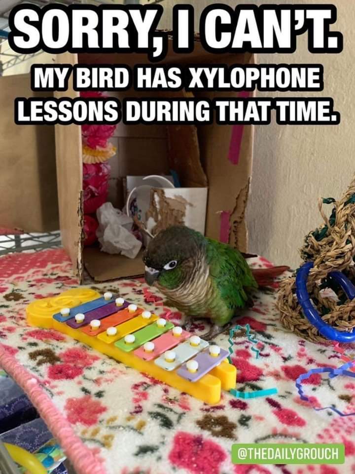 ConureFeathers's tweet photo. 🐦💞 https://t.co/wZLks315qF