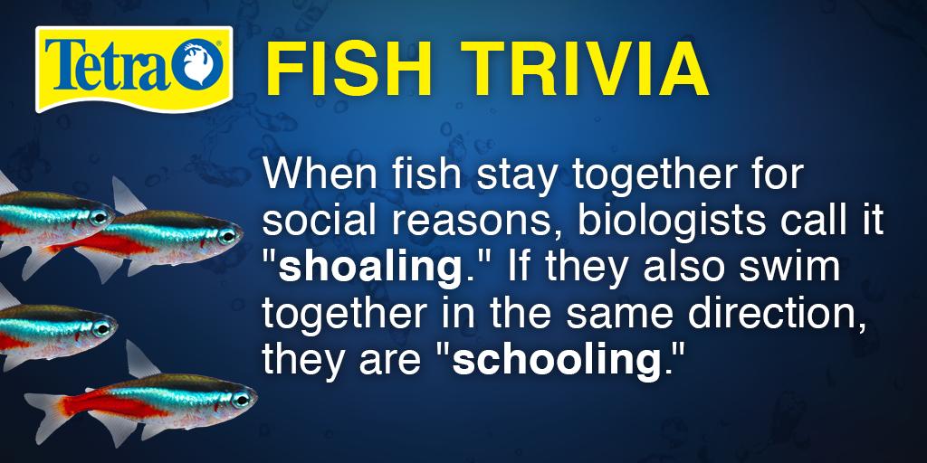 Did you know the difference between shoaling and schooling #fish? #tetrafunfact #funfishfactfriday