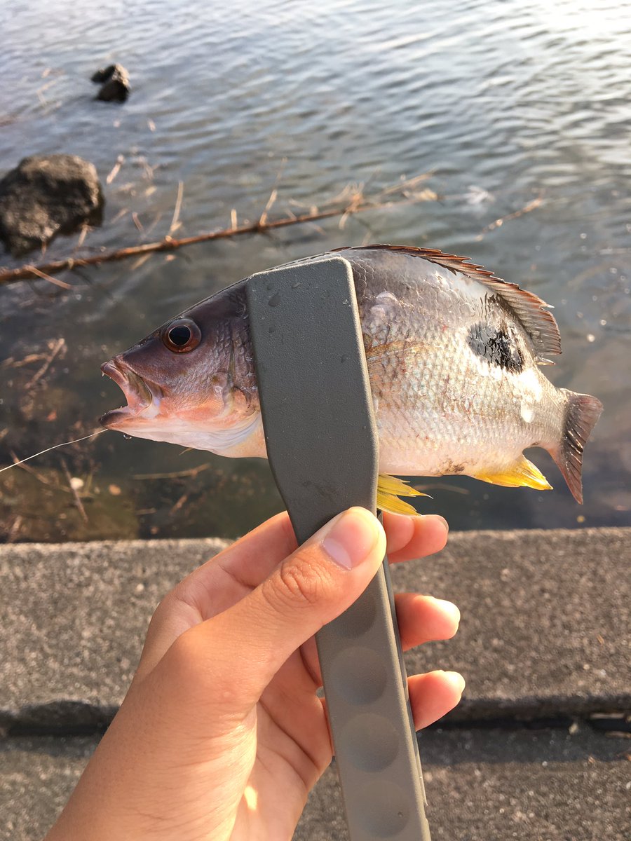 ライトソルトゲーム