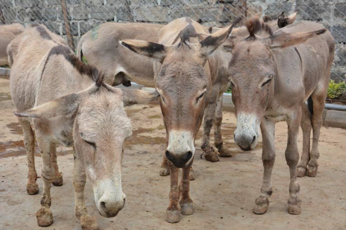 Donkey skin trade “a crisis we cannot ignore”
Int'l animal welfare charity The Donkey Sanctuary has called4an immediate halt2..the trade in donkey skins used2produce..traditional Chinese remedy, ejiao. 
The charity made the warning while speaking@ the3rd...horsetalk.co.nz/2019/09/05/don…