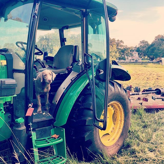 SH_Organics's tweet photo. Farm dogs rule. 💪🏻 @johndeere #labsofinstagram #womenwhofarm https://t.co/EYaS9VlFYV https://t.co/7ikr5ysK1z