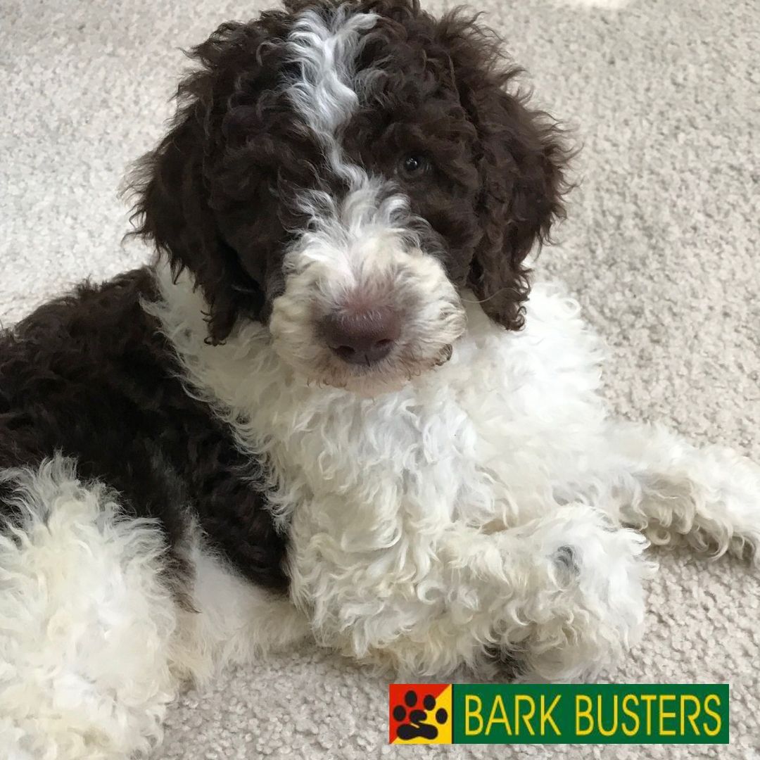 BarkBustersWSW's tweet image. Although doodles are a relatively new breed, introduced in the 1990s, #BarkBusters has already trained oodles of these adorable dogs!