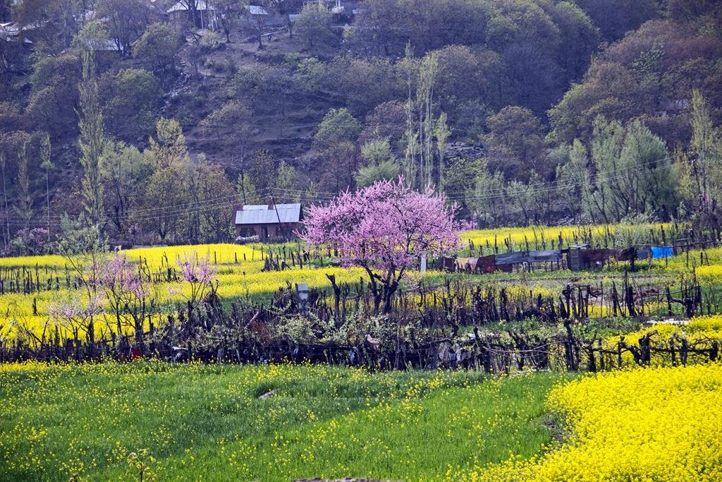 Colours of #Kashmir #IncredibleIndia #mustardfields #peachblossoms #greenery