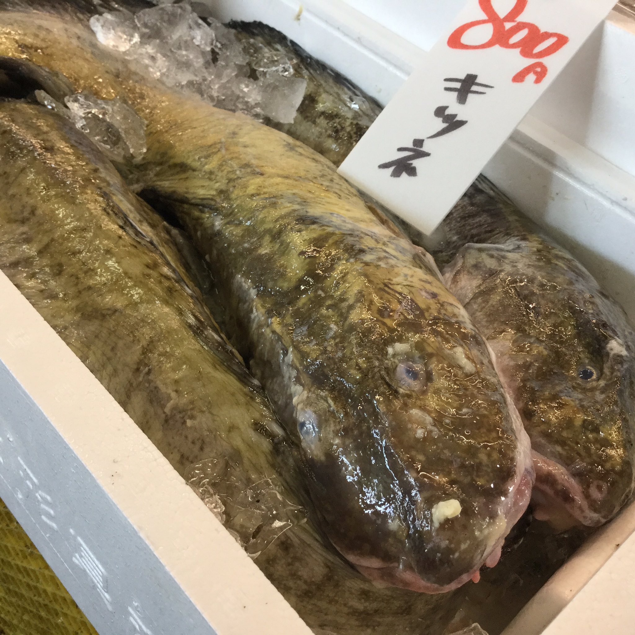 万代島鮮魚センター 公式 本日キツネが入荷しております 標準和名はタナカゲンゲと言い 産地での呼び名はババァ ババチャン ㅎ ㅎ この魚を呼ぶ時は まわりに女性がいない事を確認しましょう 新潟県 新潟市 ピアbandai 万代島鮮魚 万代島鮮魚センター 公式 本日キツネが入荷しております 標準和名はタナカゲンゲと言い 産地での呼び名はババァ ババチャン ㅎ ㅎ この魚を呼ぶ時は まわりに女性がいない事を確認しましょう 新潟県 新潟市 ピアbandai 万代島鮮魚