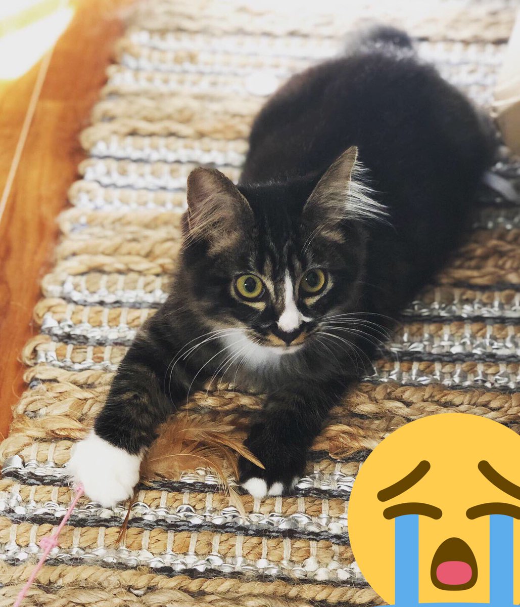 子猫が部屋に慣れてきた 