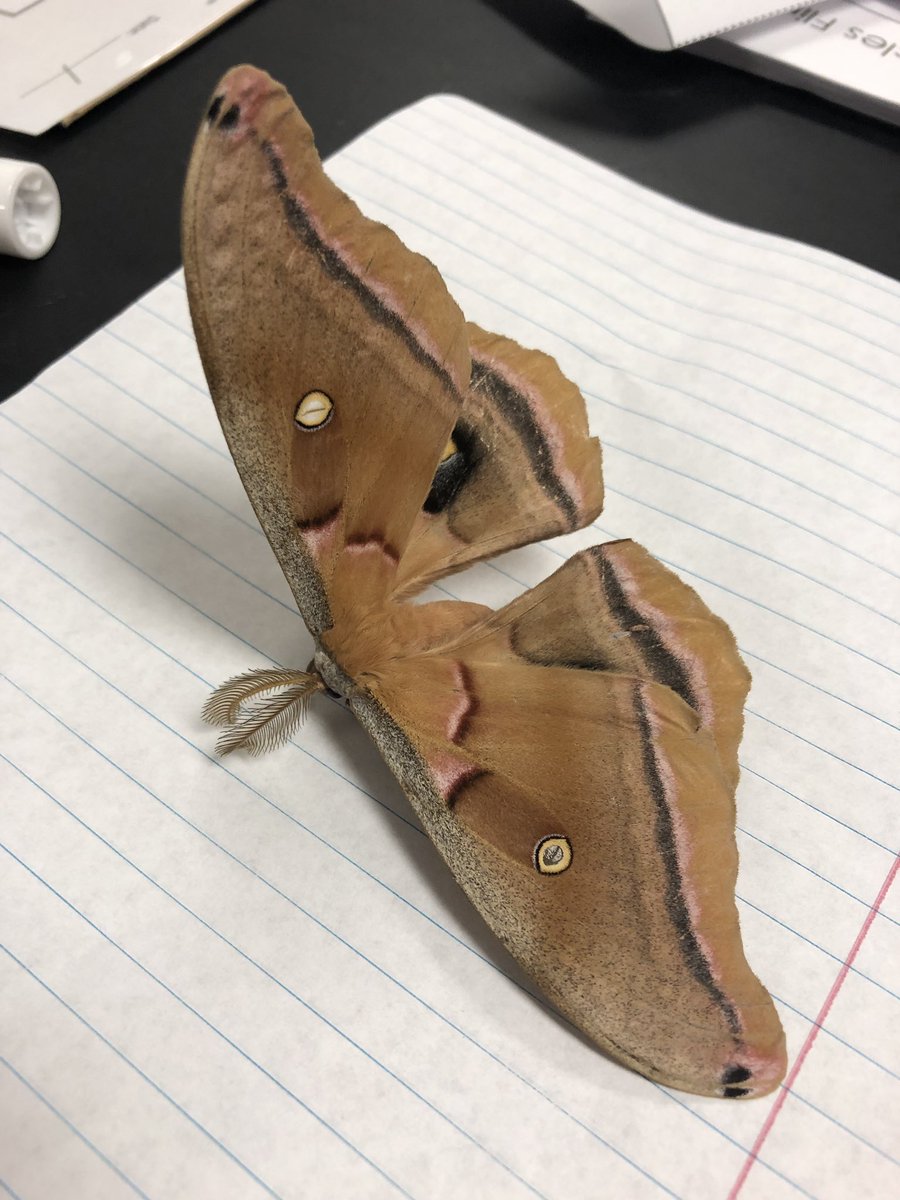 keeperkate34's tweet photo. Happiness = Coworkers finding you presents!!  Specimen was found dead, but will live on in Room 221.  @OutdoorAmy can you identify this beautiful creature?? @FWISD_HandleyMS @CoxumCounselor https://t.co/taW9hnv0zu