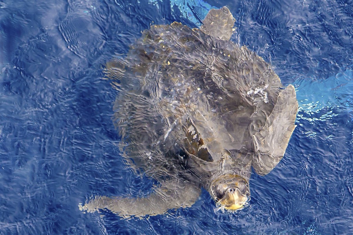 SarahKachovich's tweet photo. 504B and 896A operations proved to be difficult for #Exp385T but we continued milling to clean the Holes in hopes that @TheJR can visit the sites once again.
Our marine friends gave us a spectacular farewell before we started our long transit to San Diego yesterday. #Turtle https://t.co/19lKICp6ry