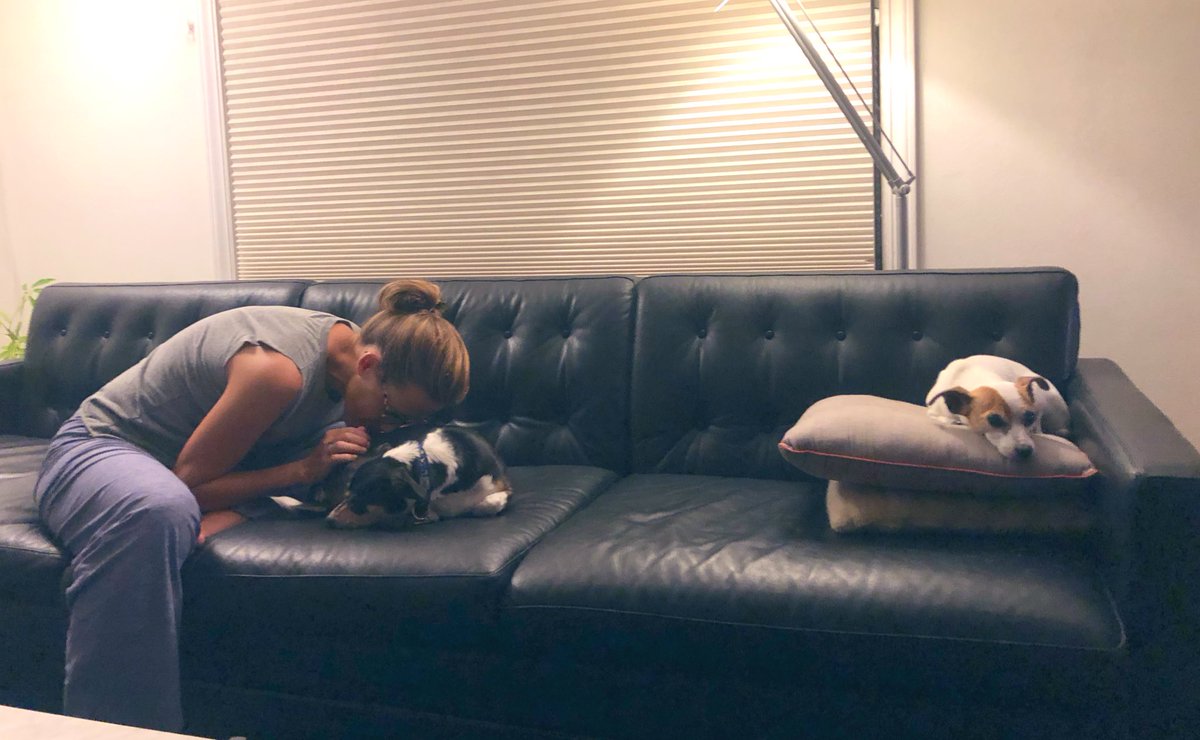 drlesko's tweet photo. Documenting @oiselle_sally’s doggy loves. #Buddy #Ema #2pillows https://t.co/hsuimWWMkK