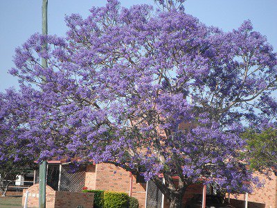 Jtb オーストラリア 公式 على تويتر シドニーより シドニーは 今週よりすっかり春めいて 過ごしやすい気候になってきました オーストラリアでは桜に代わって もうすぐジャカランダのシーズンとなります 藤色の花びらが咲き乱れる姿は圧巻です