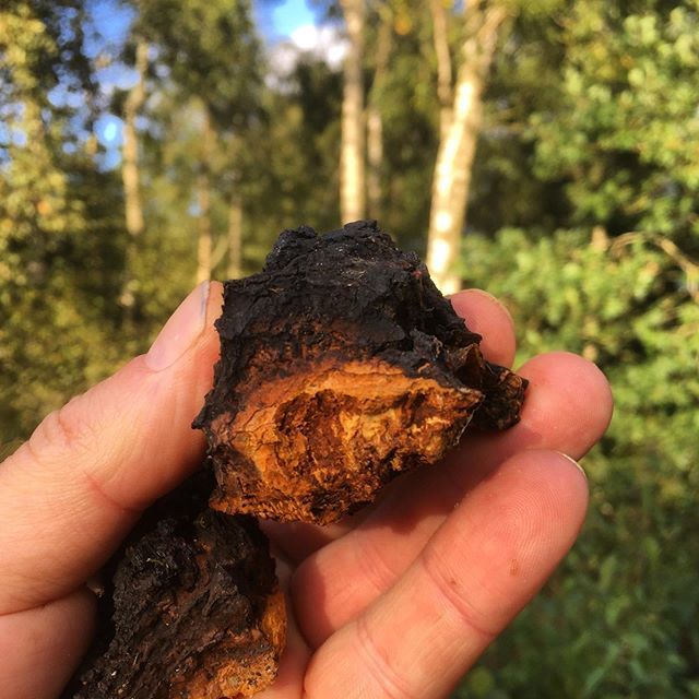 Mark Williams tweet media