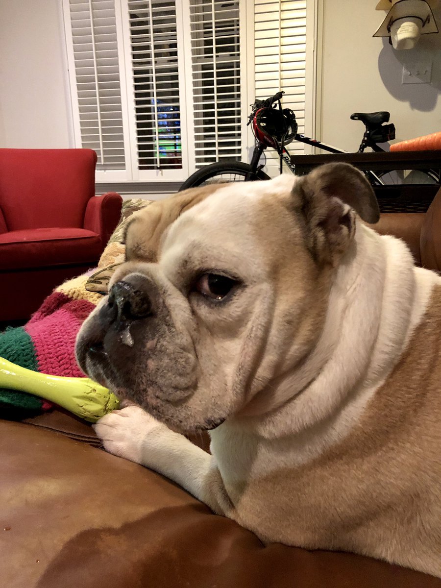 ChuckRocha's tweet photo. No pics please!! #apachedog #bulldog #englishbulldog https://t.co/gGzINg0Z32