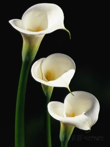 OmelasHYYH's tweet photo. 💐 Calla Lily (คาลล่า ลิลลี่) 💐

●มีความหมายต่อทวิตด้านล่างค่ะ●

#แจกรูป #แจกภาพ #แจกดิส 
#แจกวอลเปเปอร์ #แจกวอล
#แจกวอลโฟน #wallpaper https://t.co/sBQK48C2fm