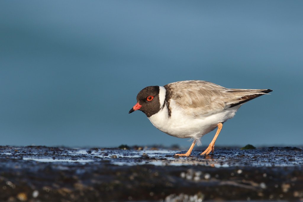 Today is #ThreatenedSpeciesDay. Hooded Plovers are Critically Endangered in NSW. Total population is about 60. #shorebirds #WildOz