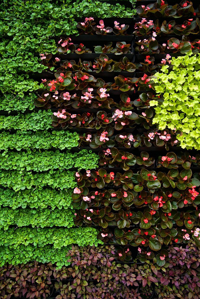 Flower wall at the Calyx
